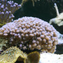 pocillopora_damicornis.jpg