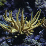 a1-acropora_granulosa.jpg