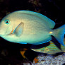 Acanthurus caeruleus adulte © Fréderic Fasquel