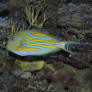 Acanthurus lineatus avec la couleur bleue sous le ventre