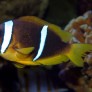 amphiprion_bicinctus_femelle_adulte_maao_photo_ff_.jpg