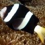 061_amphiprion_clarkii.jpg