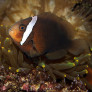 amphiprion_melanopus_femelle_adulte_maao_photo_ff_.jpg