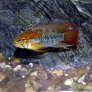 apistogramma_macmasteri_male_adulte_maao_2019_photo_ff_908.jpg