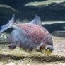 b6_myloplus_asterias.jpg