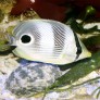 chaetodon_capistratus_maao_fevrier_2019_photo_ff_002.jpg