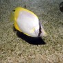 chaetodon_ocellatus_maao_photo_ff_1929.jpg