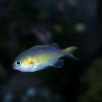 chromis_vanderbiltii_maao_photo_ff.jpg