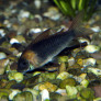 corydoras_eques_maao_sept_2018_1488.jpg