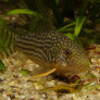 corydoras_sterbai_photo_ff.jpg