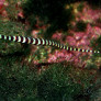 Dunckerocampus dactyliophorus sub adulte © Fréderic Fasquel