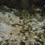 e0_trachyrhamphus_longirostris_photo_ff.jpg