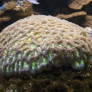 favia_sp.jpg