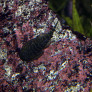 gastromyzon_spp_maao_octobre_2018_photo_ff_019.jpg