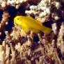 gobiodon_okinawae_2.jpg