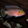 hemichromis_stellifer_male_adulte_maao_photo_ff_.jpg