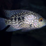 herichthys_carpintis_maao_fevrier_2019_photo_ff_075.jpg
