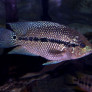 kronoheros_umbriferus_male_male_maao_fevrier_2019_photo_ff_051.jpg