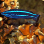 larabicus_quadrilineatus_maao_photo_ff_.jpg