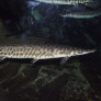 lepisosteus_spp_maao_photo_ff_14.jpg