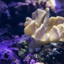 lobophyton_sp.jpg