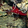 lysmata_debelius_photo_ff_1469.jpg