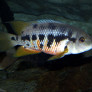 mesoheros_atromaculatus_male_maao_fevrier_2019_photo_ff_050.jpg