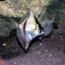 African sunfish - Monodactylus sebae