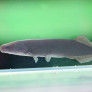 mormyrops_anguilloides.jpg