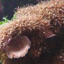 pachyclavularia_violacea.jpg