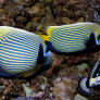 Pomacanthus imperator adultes femelle à droite et mâle à gauche © Fréderic Fasquel