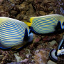 Pomacanthus imperator adultes femelle à droite et mâle à gauche © Fréderic Fasquel
