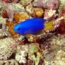 pomacentrus_coelestis_adulte_in_situ_photo_ffr.jpg