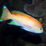 pseudanthias_bimaculatus_maao_photo_ff.jpg