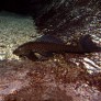 pterygoplichthys_anisitsi_adulte_maao_photo_ff_thai_dec_19_2011.jpg