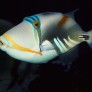Rhinecanthus aculeatus © Fréderic Fasquel