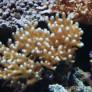 seriatopora_caliendrum.jpg