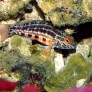 serranus_baldwini_maao_photo_ff_1897.jpg