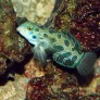 Synchiropus picturatus male adulte © Fréderic Fasquel