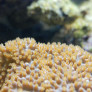 tubinaria_reniformis.jpg