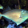Xanthichthys ringens adulte toutes nageoires déployées, une dorsale et le vestige du  premier rayon anal © Fréderic Fasquel