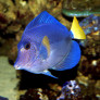 Zebrasoma xanthurum © Frédéric Fasquel