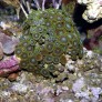 zoanthus_sp_photo_ff_1154.jpg