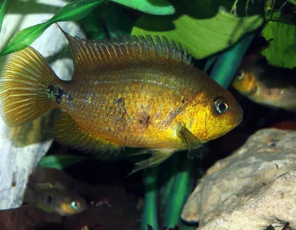 Amatitlania altoflava