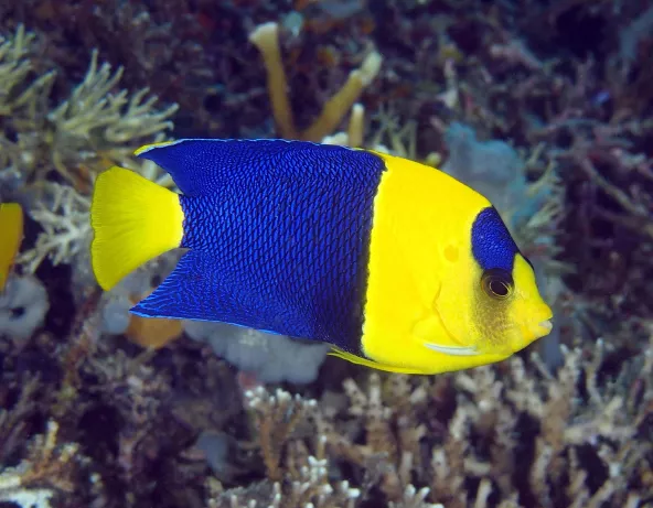 Centropyge bicolor