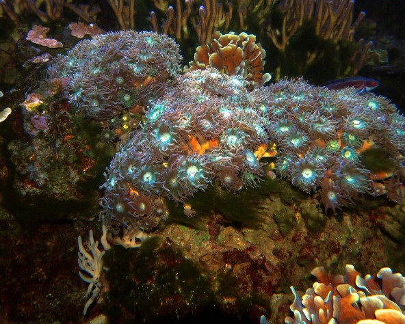 Duncanopsammia axifuga