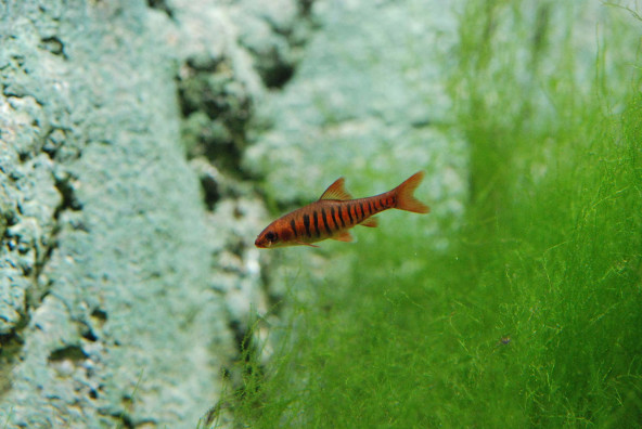 Enteromius fasciolatus