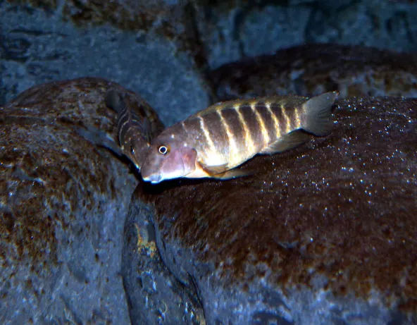Eretmodus cyanostictus