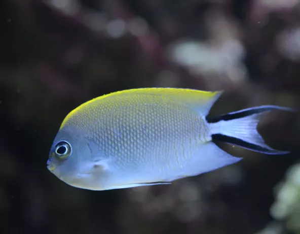 Genicanthus melanospilos