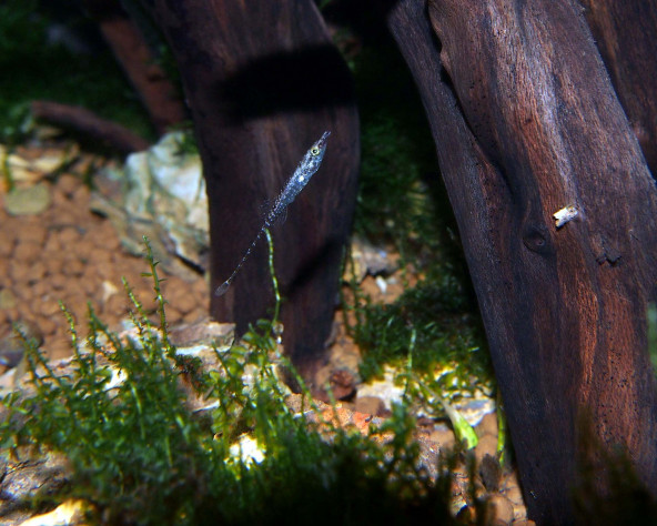 Indostomus crocodilus
